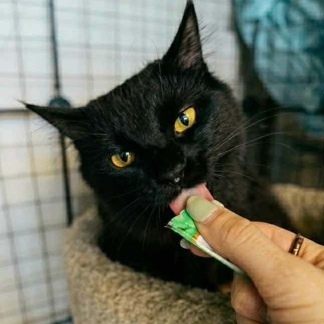 Enlarge Scout, a ADOPTABLE Domestic Long Hair in Royal Oak, MI image 3/6