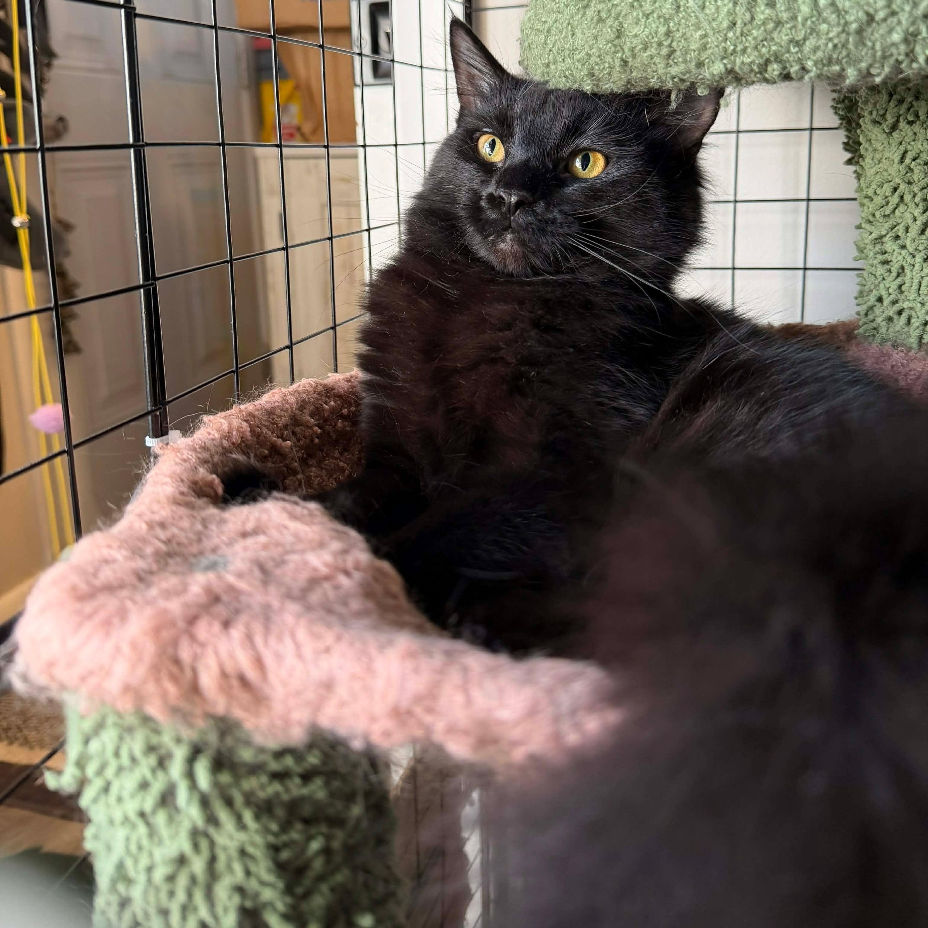 Enlarge Scout, a ADOPTABLE Domestic Long Hair in Royal Oak, MI image 1/6