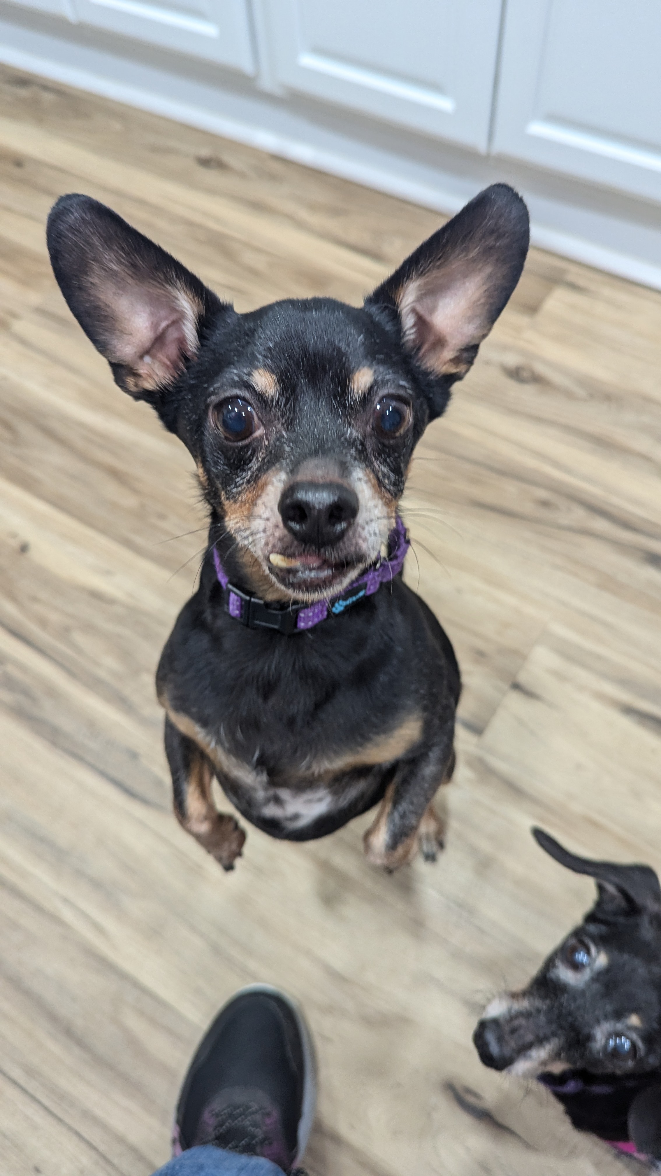 Enlarge Riley, a Adopted Chihuahua in Sturgis, MI image 1/6