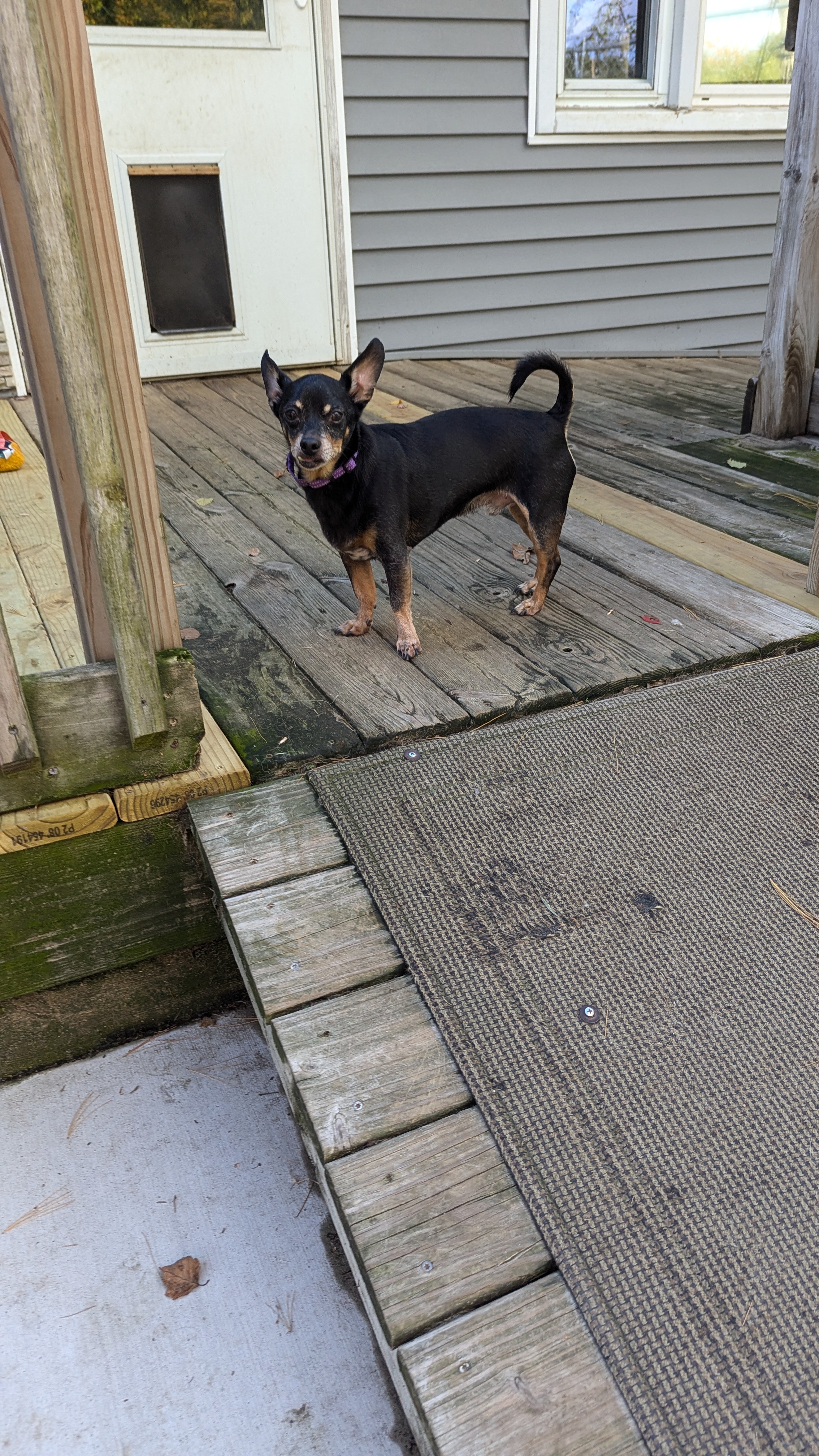 Enlarge Riley, a Adopted Chihuahua in Sturgis, MI image 2/6