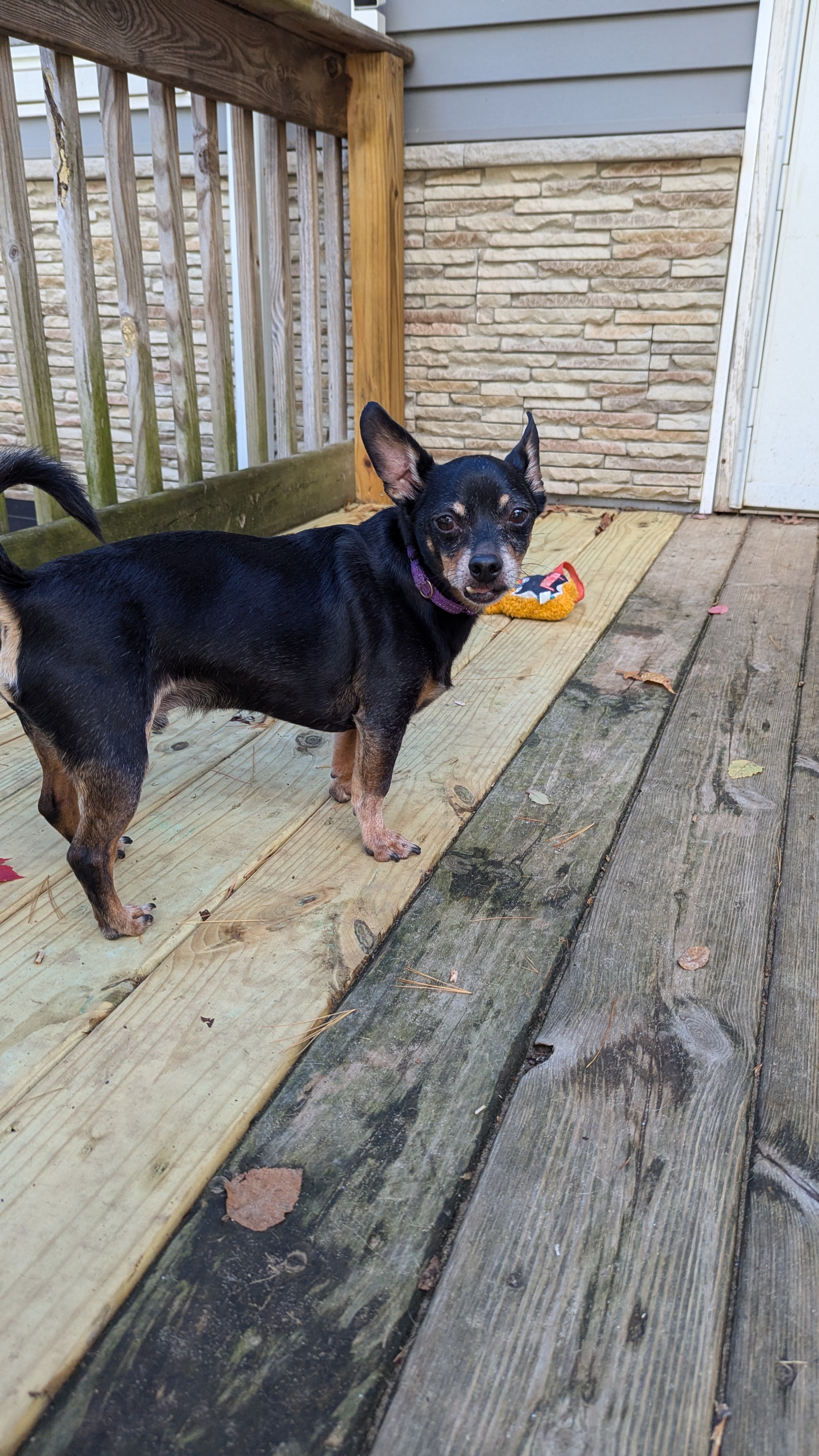 Enlarge Riley, a Adopted Chihuahua in Sturgis, MI image 3/6