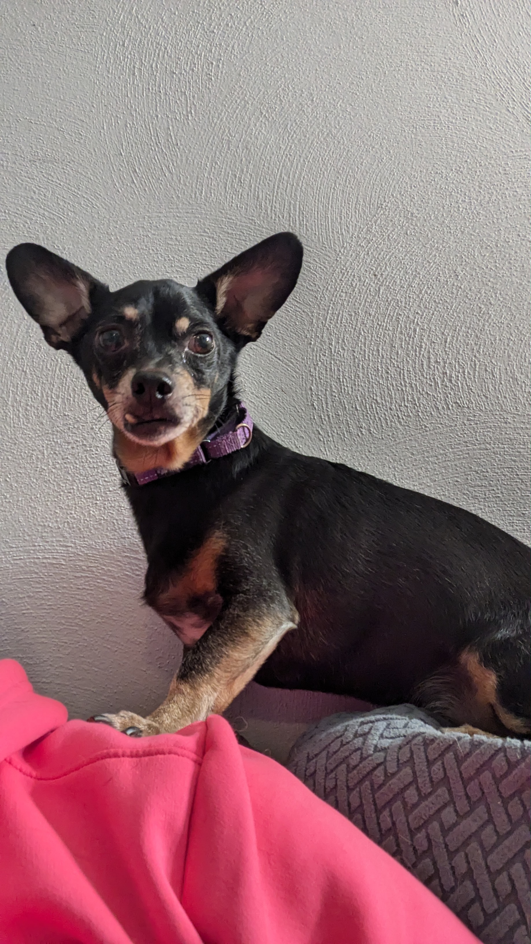 Enlarge Riley, a Adopted Chihuahua in Sturgis, MI image 5/6