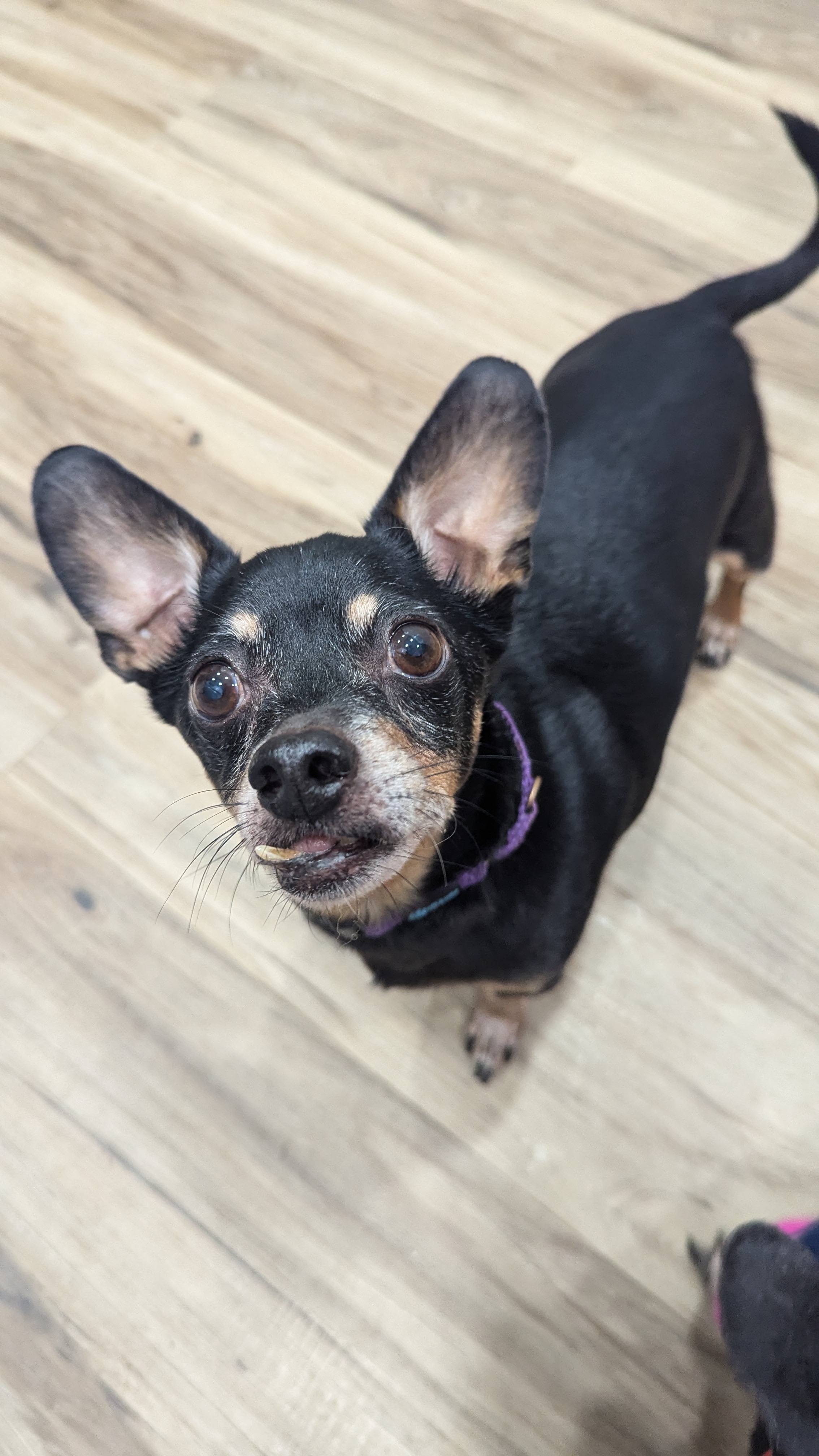 Enlarge Riley, a Adopted Chihuahua in Sturgis, MI image 6/6