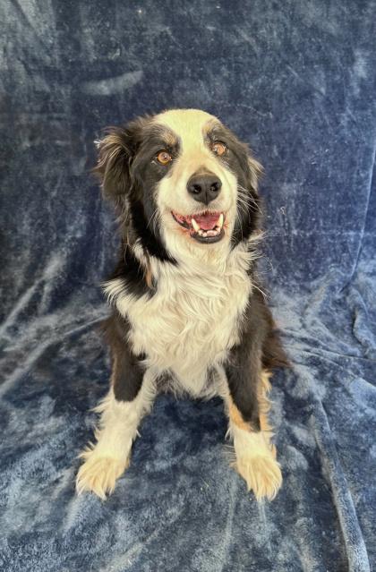 Dozer, ADOPTABLE, Adult Male Border Collie.