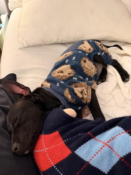 Enlarge Grim 51320, an adoptable Mixed Breed image 1/3