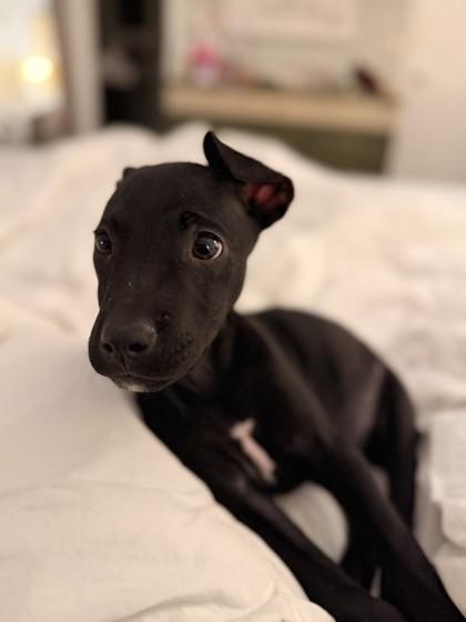 Grim 51320, adoptable, Puppy Male Mixed Breed.