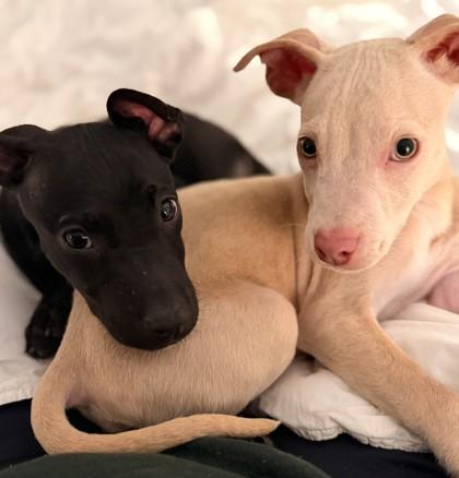 Enlarge Grim 51320, an adoptable Mixed Breed image 3/3