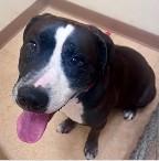 Enlarge Bear, a ADOPTABLE mixed breed in St. Augustine, FL image 2/2