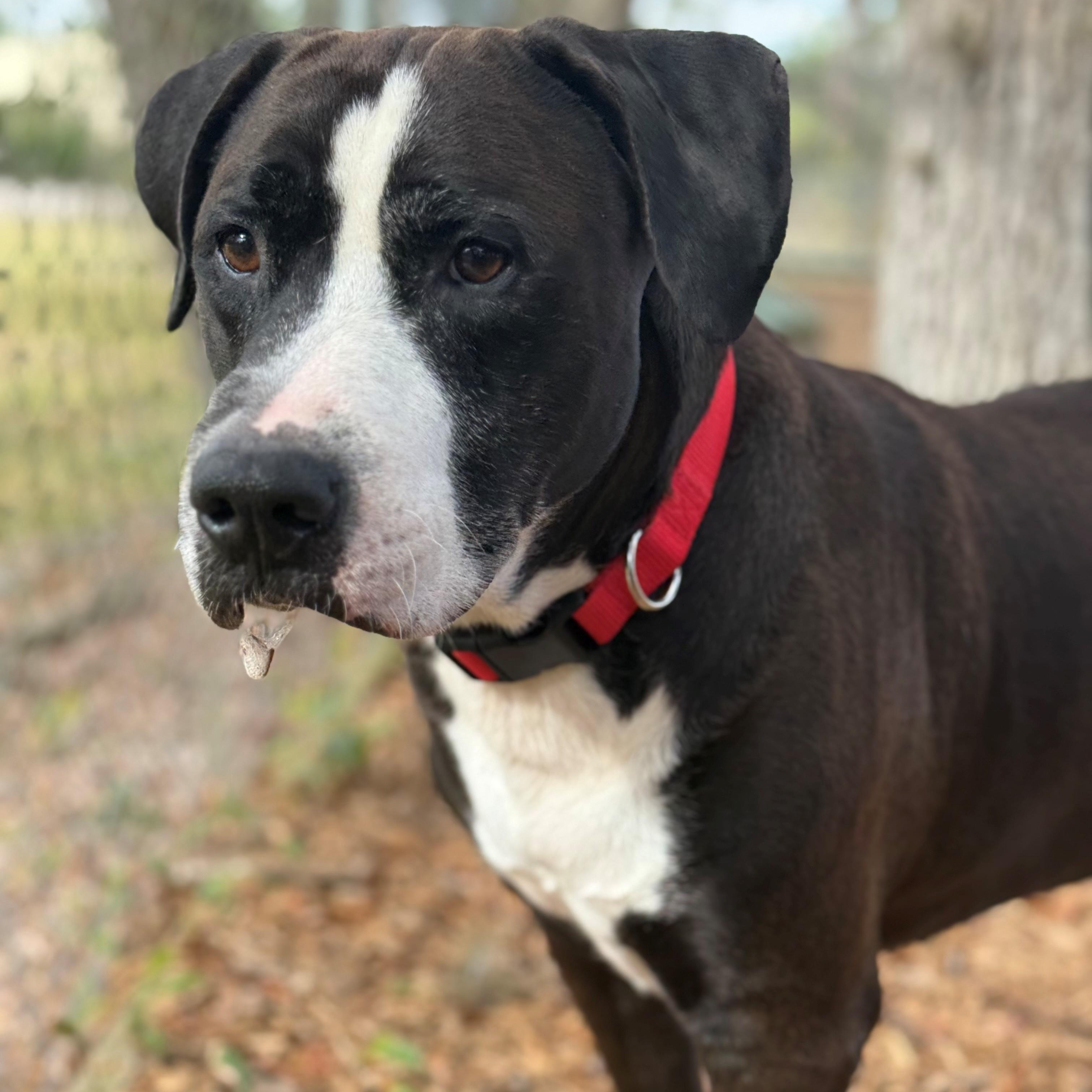 Enlarge Bear, a ADOPTABLE mixed breed in St. Augustine, FL image 1/2
