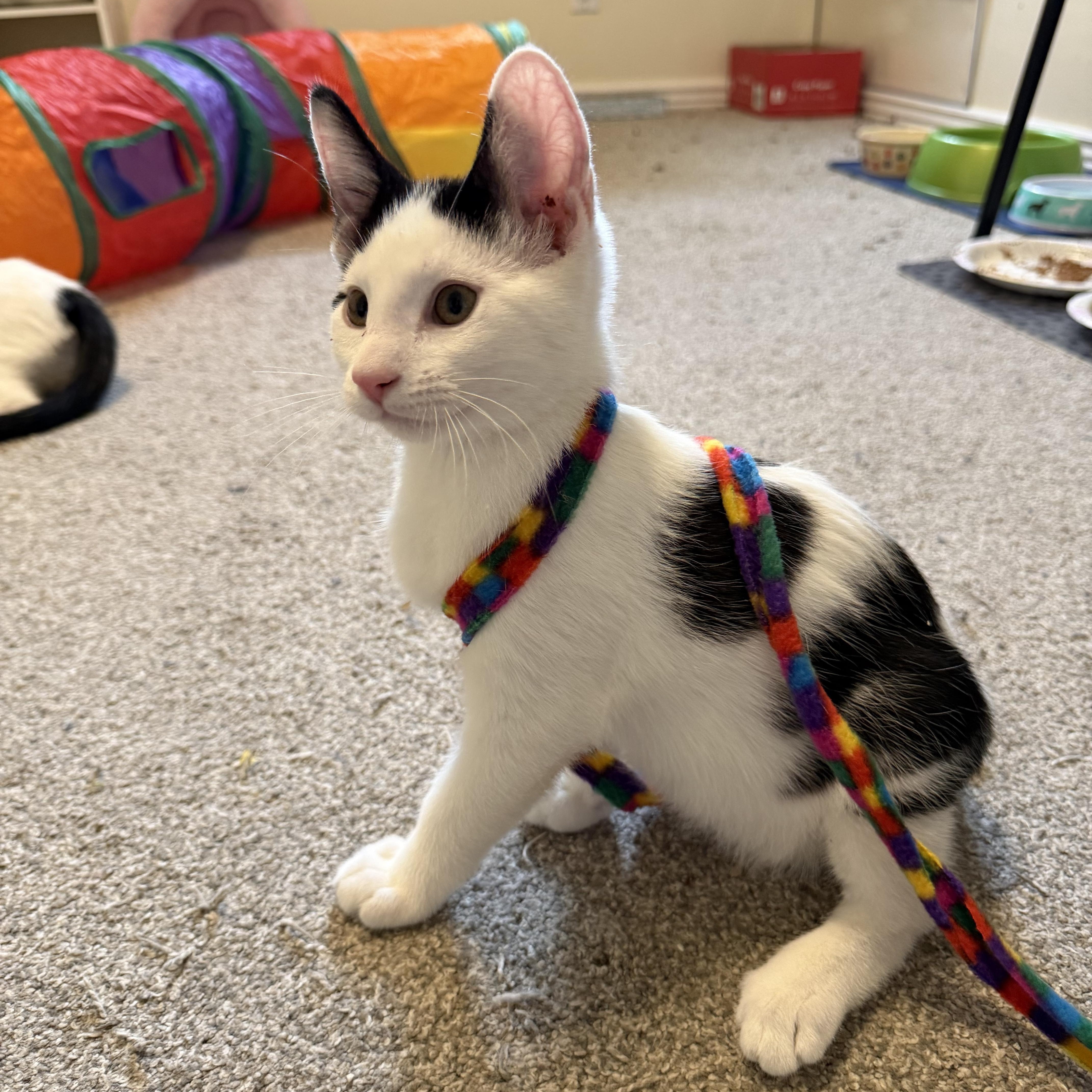 Enlarge Gojo, a Adoptable Domestic Short Hair in Midvale, UT image 2/6