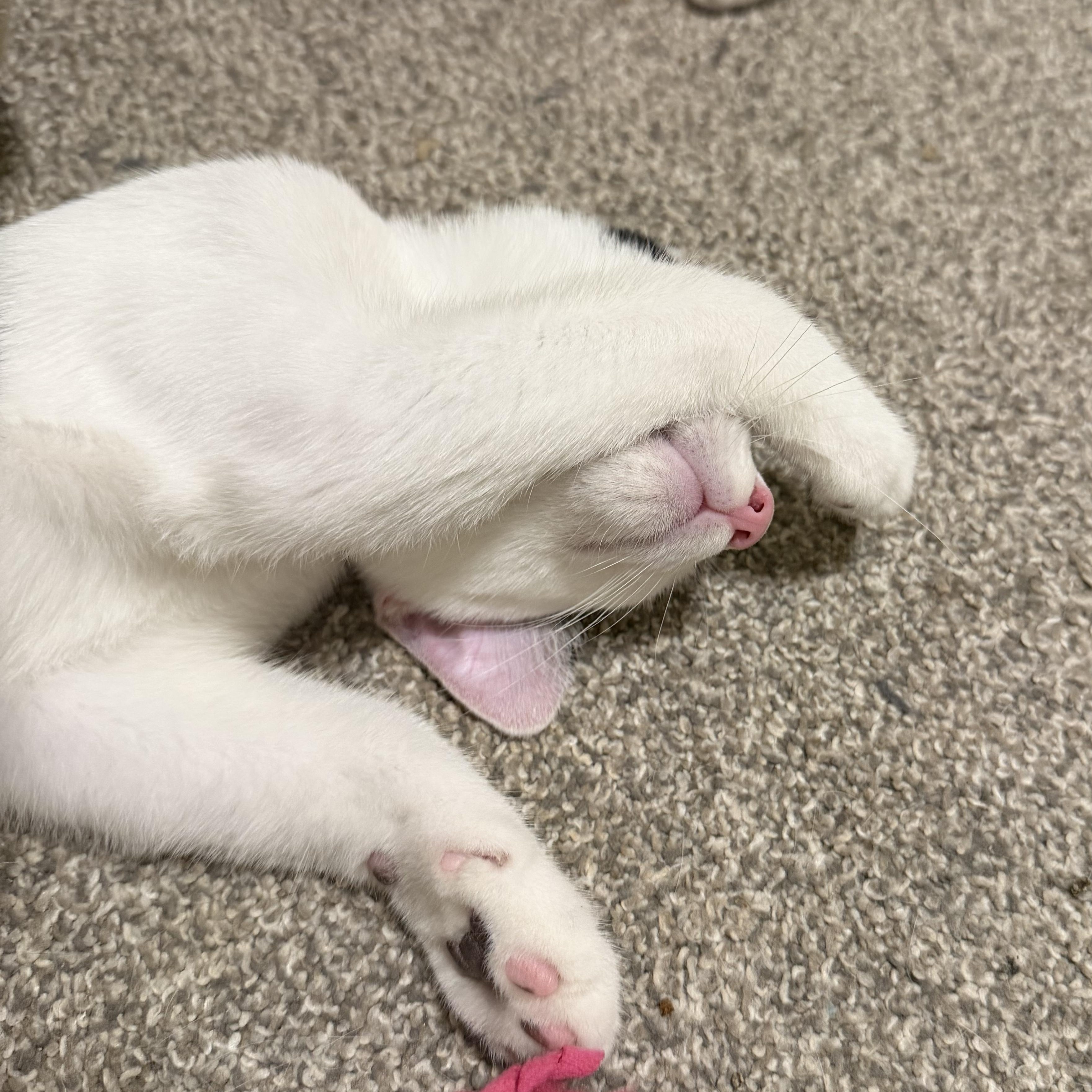 Enlarge Gojo, a Adoptable Domestic Short Hair in Midvale, UT image 6/6