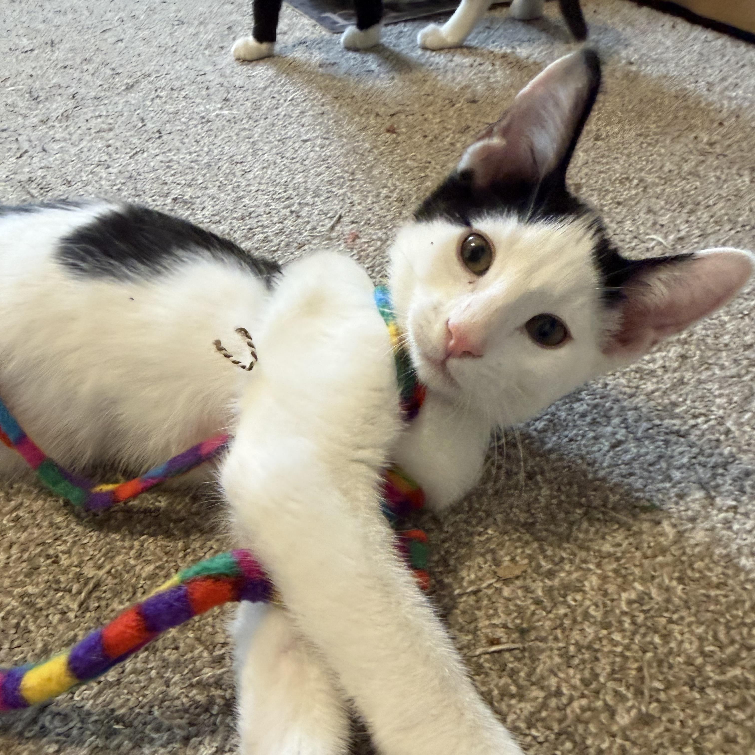 Gojo, Adoptable, Kitten Male Domestic Short Hair.