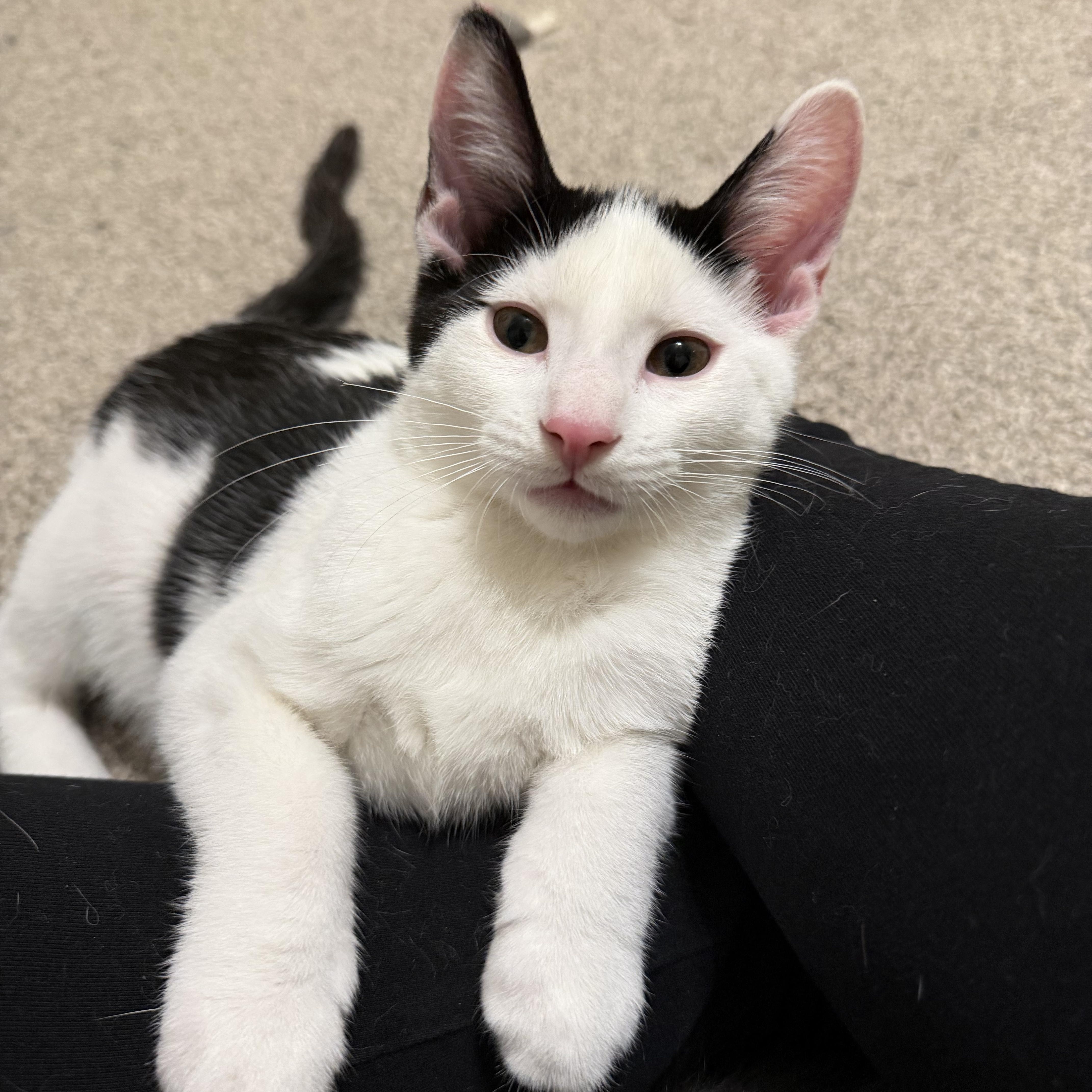 Enlarge Gojo, a Adoptable Domestic Short Hair in Midvale, UT image 3/6