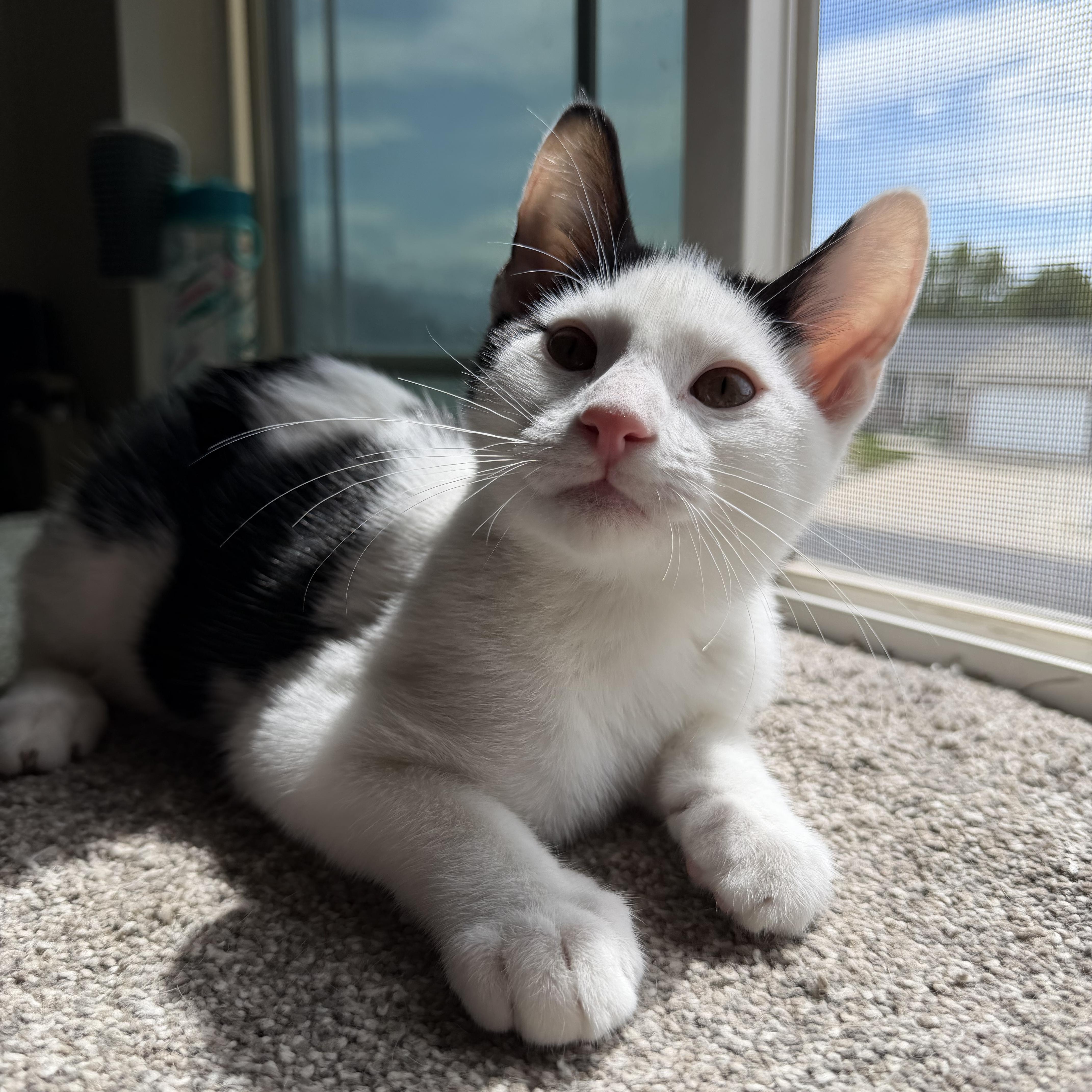 Enlarge Gojo, a Adoptable Domestic Short Hair in Midvale, UT image 4/6
