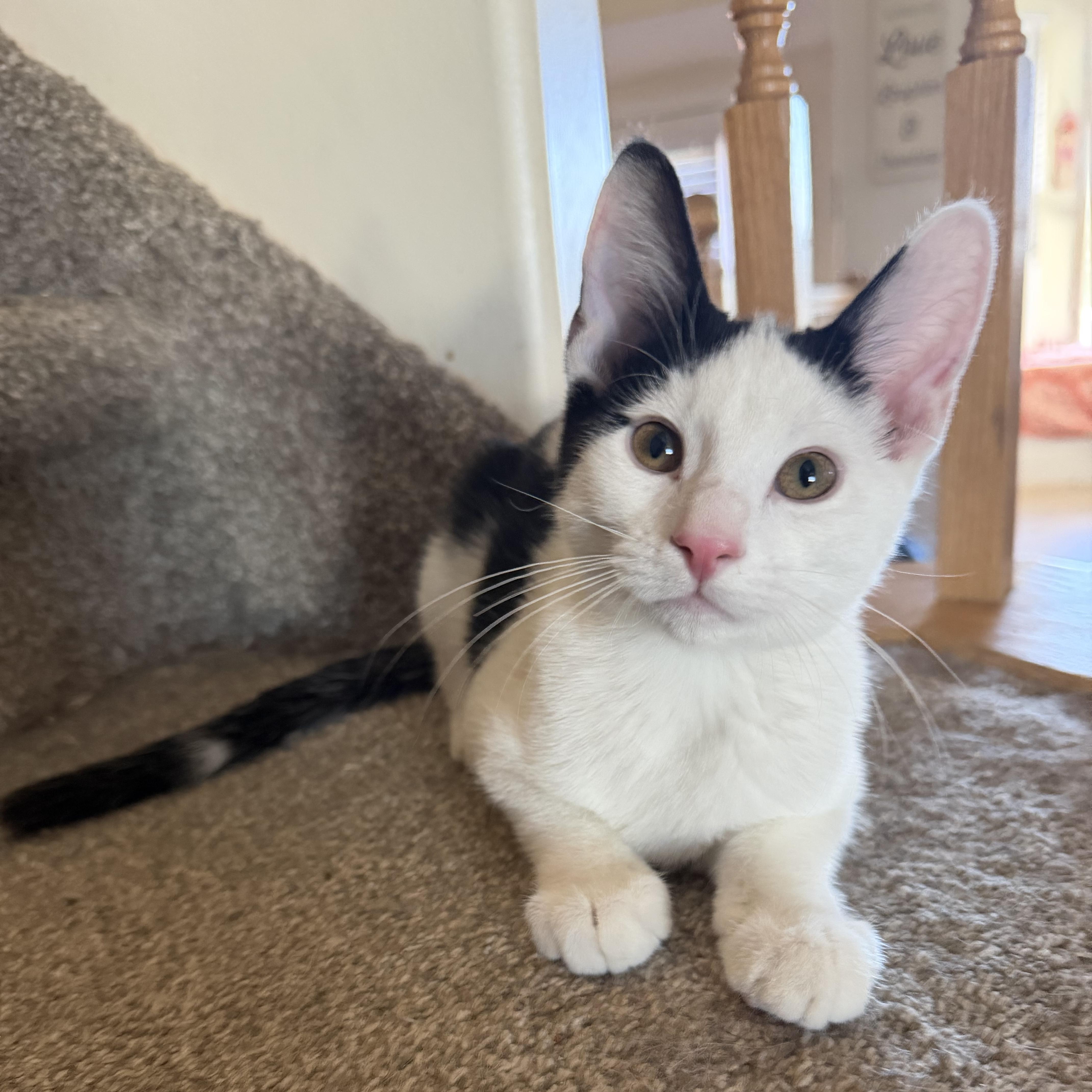 Enlarge Gojo, a Adoptable Domestic Short Hair in Midvale, UT image 5/6