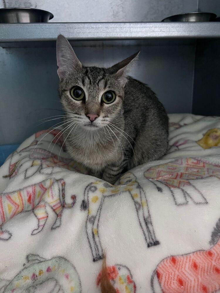 Eeby, Adoptable, Young Female Domestic Short Hair.