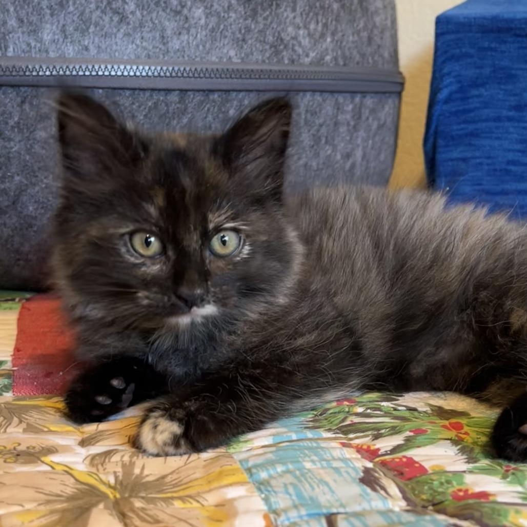 Misty, Adoptable, Kitten Female Domestic Long Hair.