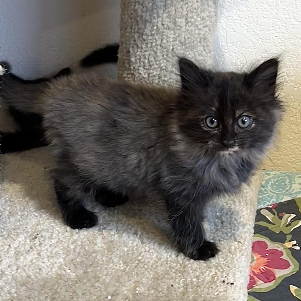 Misty, a Adoptable Domestic Long Hair in Santa Rosa, CA image 2/4