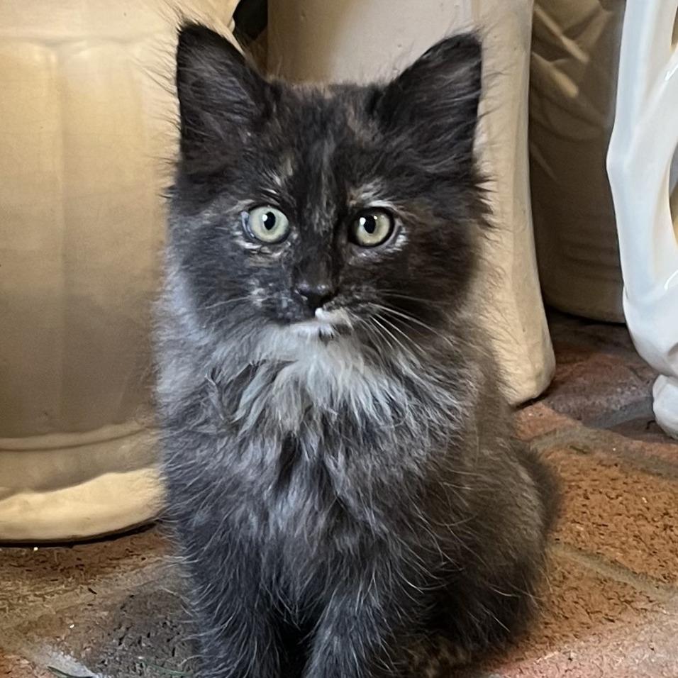 Misty, a Adoptable Domestic Long Hair in Santa Rosa, CA image 3/4