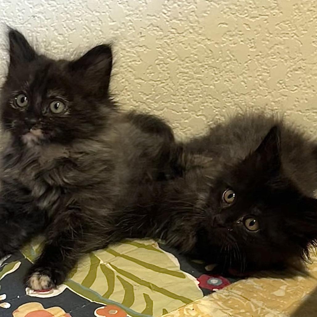 Misty, a Adoptable Domestic Long Hair in Santa Rosa, CA image 4/4