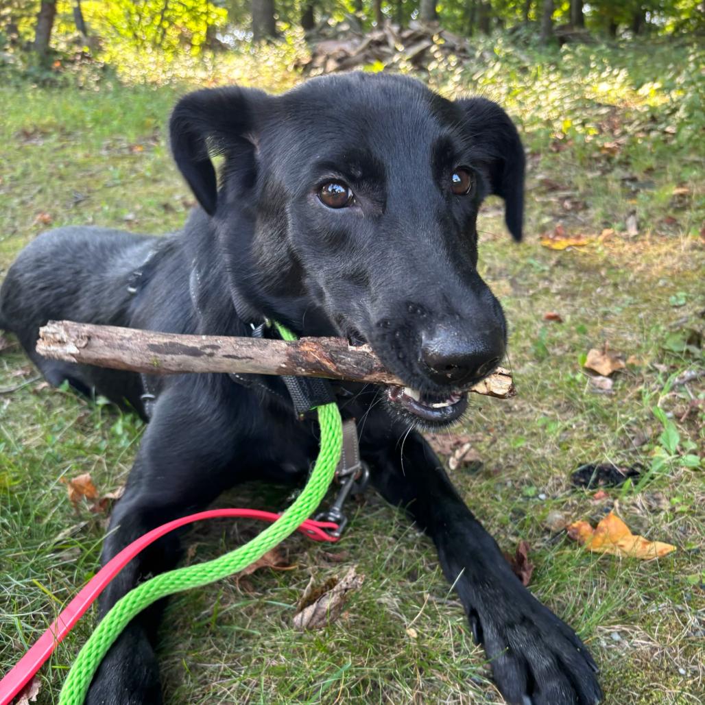 Enlarge Kovu, a Adoptable mixed breed in Chester Springs, PA image 4/6