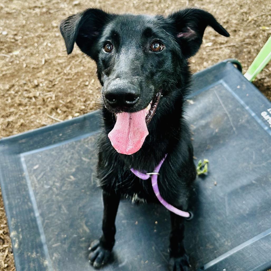 Enlarge Kovu, a Adoptable mixed breed in Chester Springs, PA image 2/6
