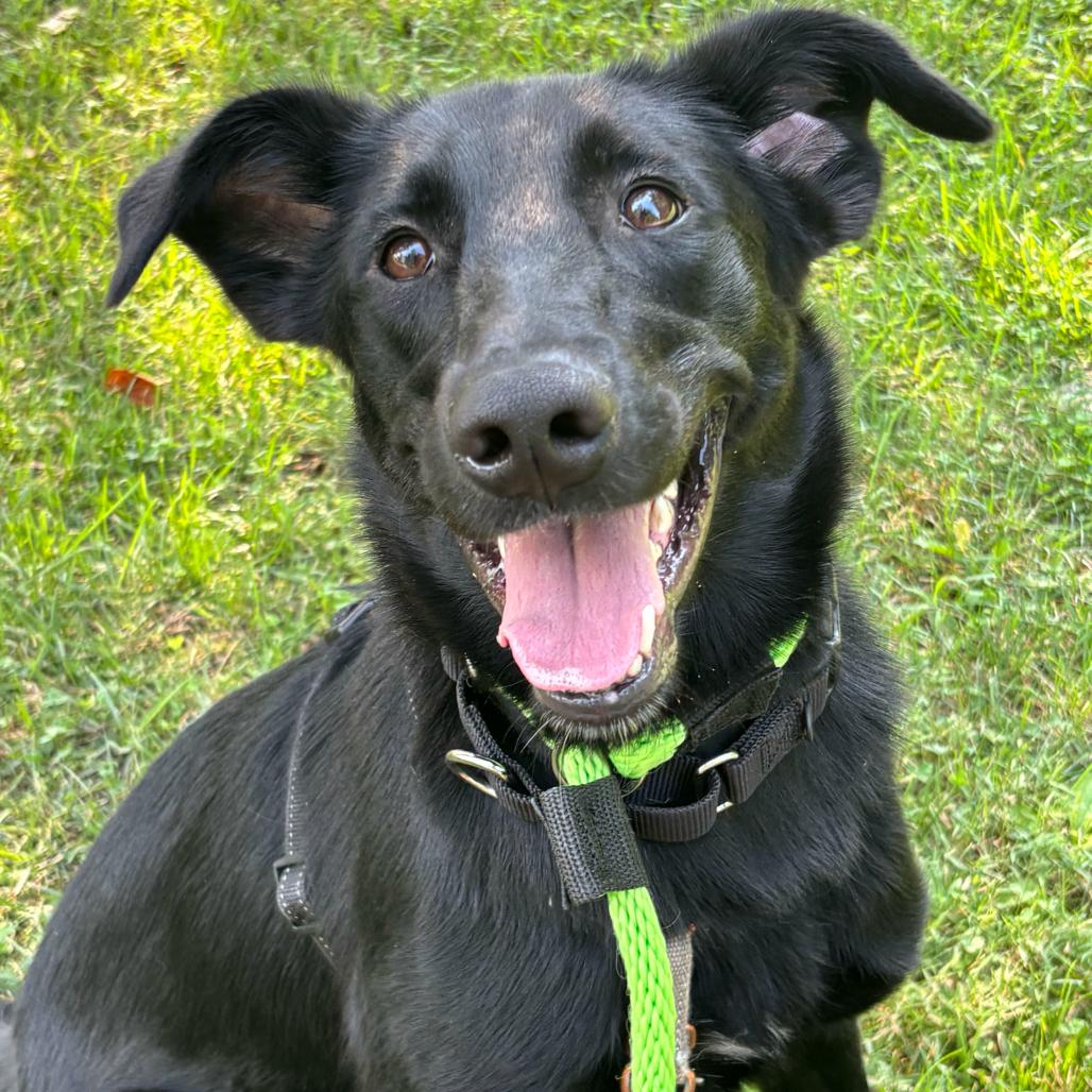 Enlarge Kovu, a Adoptable mixed breed in Chester Springs, PA image 1/6