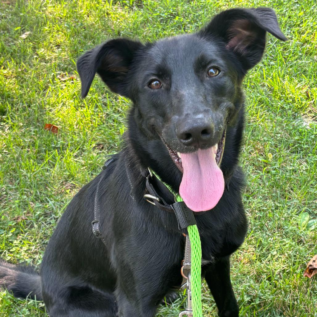 Enlarge Kovu, a Adoptable mixed breed in Chester Springs, PA image 5/6