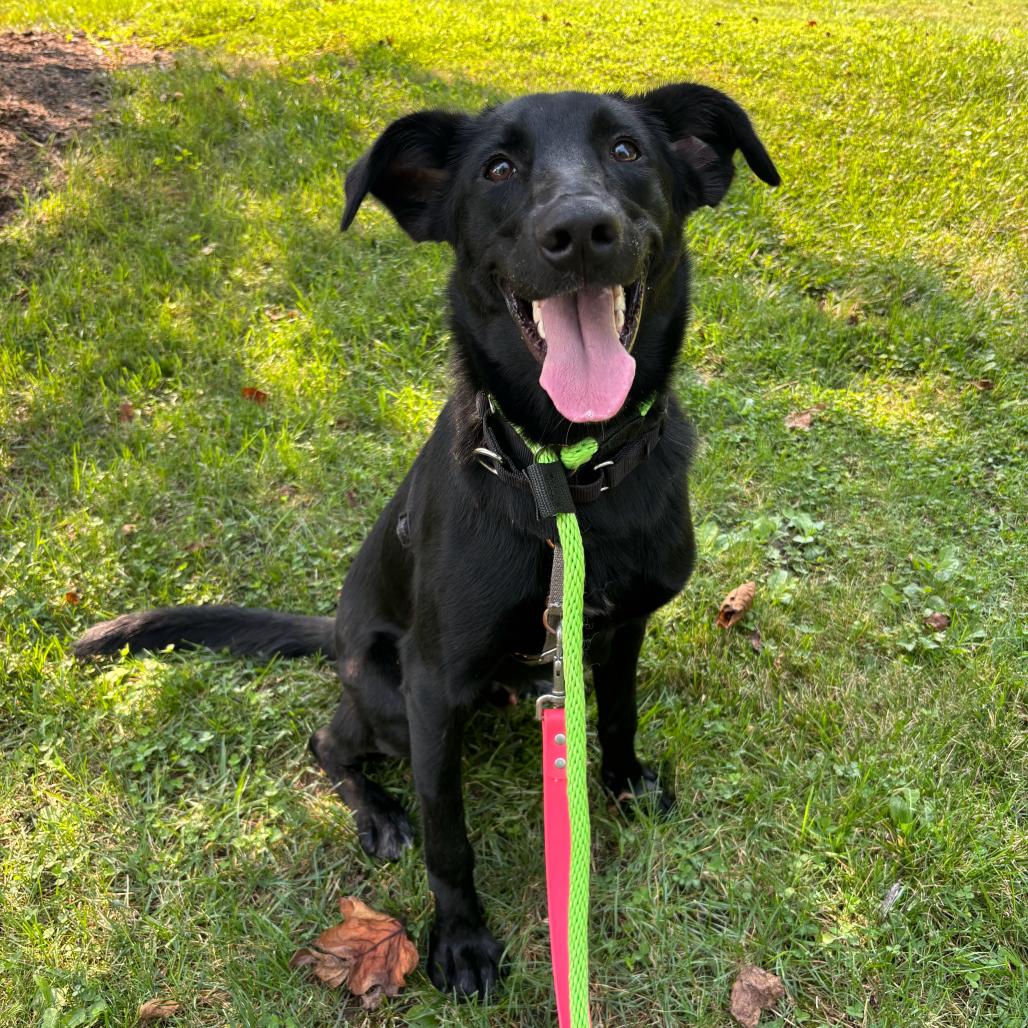 Enlarge Kovu, a Adoptable mixed breed in Chester Springs, PA image 3/6