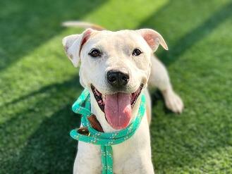 SWEET GIRL, a Adoptable Pit Bull Terrier in San Pedro, CA image 2/2