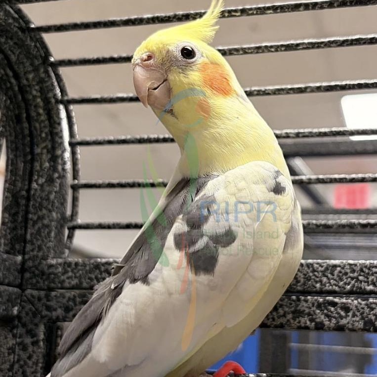 Blondie , adopted, Adult Unknown Cockatiel.