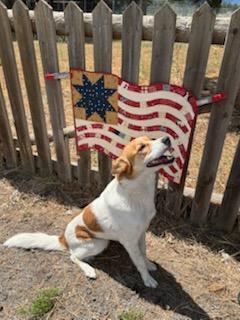 Enlarge Samantha, a Adopted mixed breed in Bend, OR image 1/5