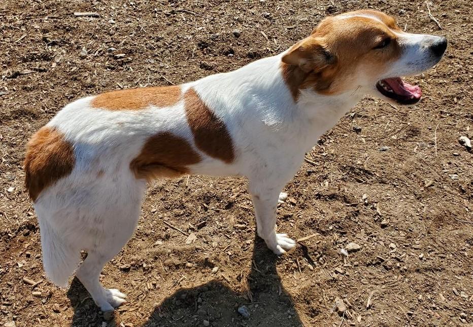 Enlarge Samantha, a Adopted mixed breed in Bend, OR image 2/5