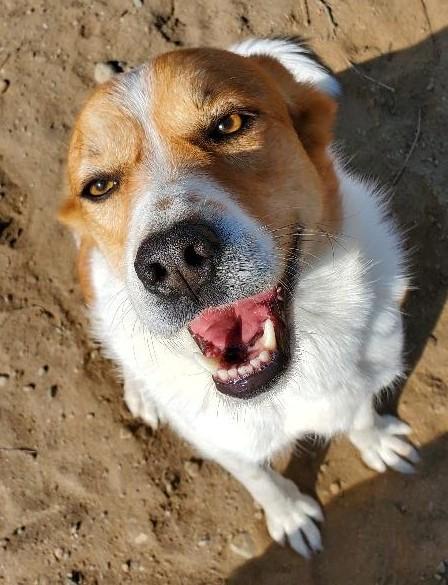 Samantha, an adoptable Husky, Cattle Dog in Bend, OR, 97703 | Photo Image 2
