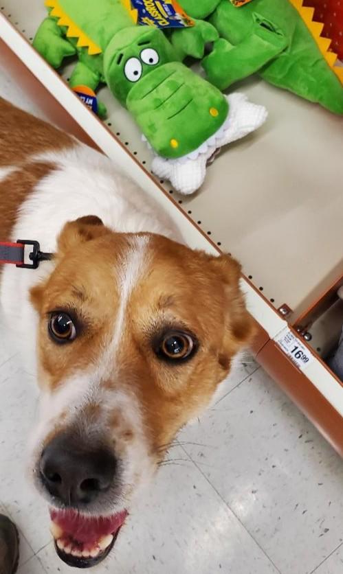 Enlarge Samantha, a Adopted mixed breed in Bend, OR image 4/5