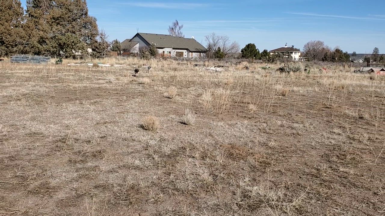 Enlarge Samantha, a Adopted mixed breed in Bend, OR video 5/5