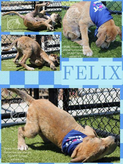 Enlarge FELIX, a Adoptable mixed breed in Kenansville, NC image 1/1