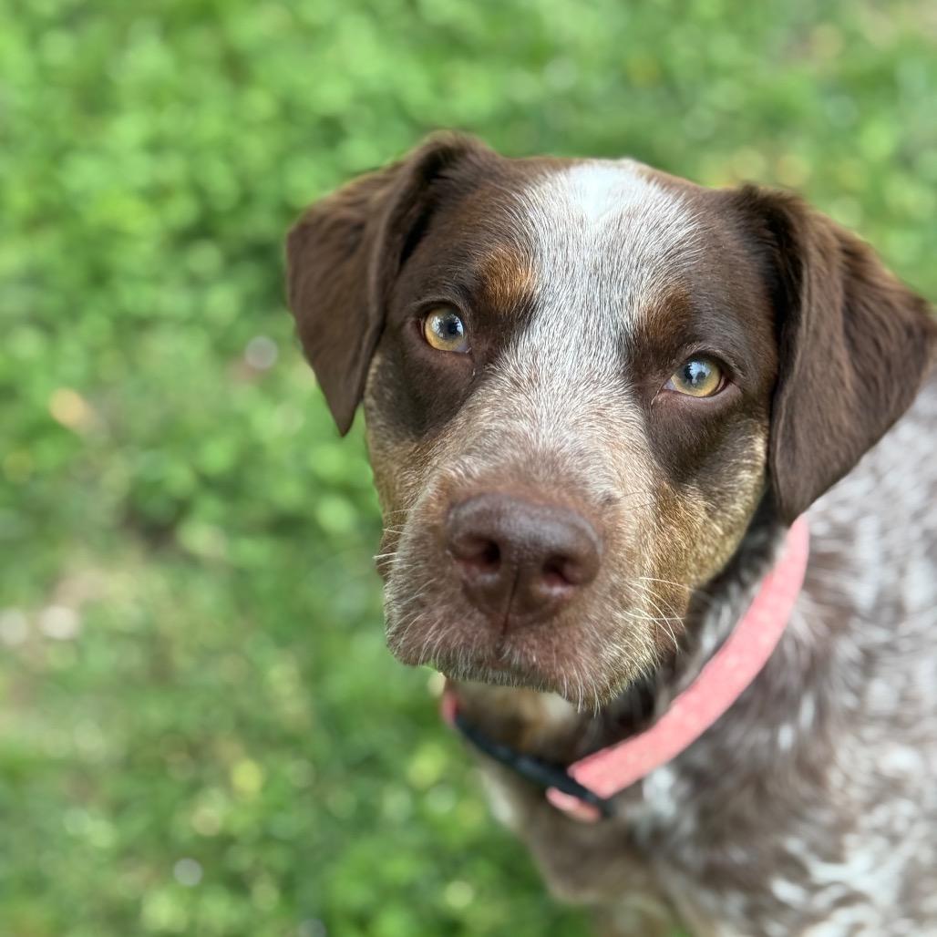 Enlarge Olive, a Adoptable German Shorthaired Pointer in Collinsville , OK image 4/5