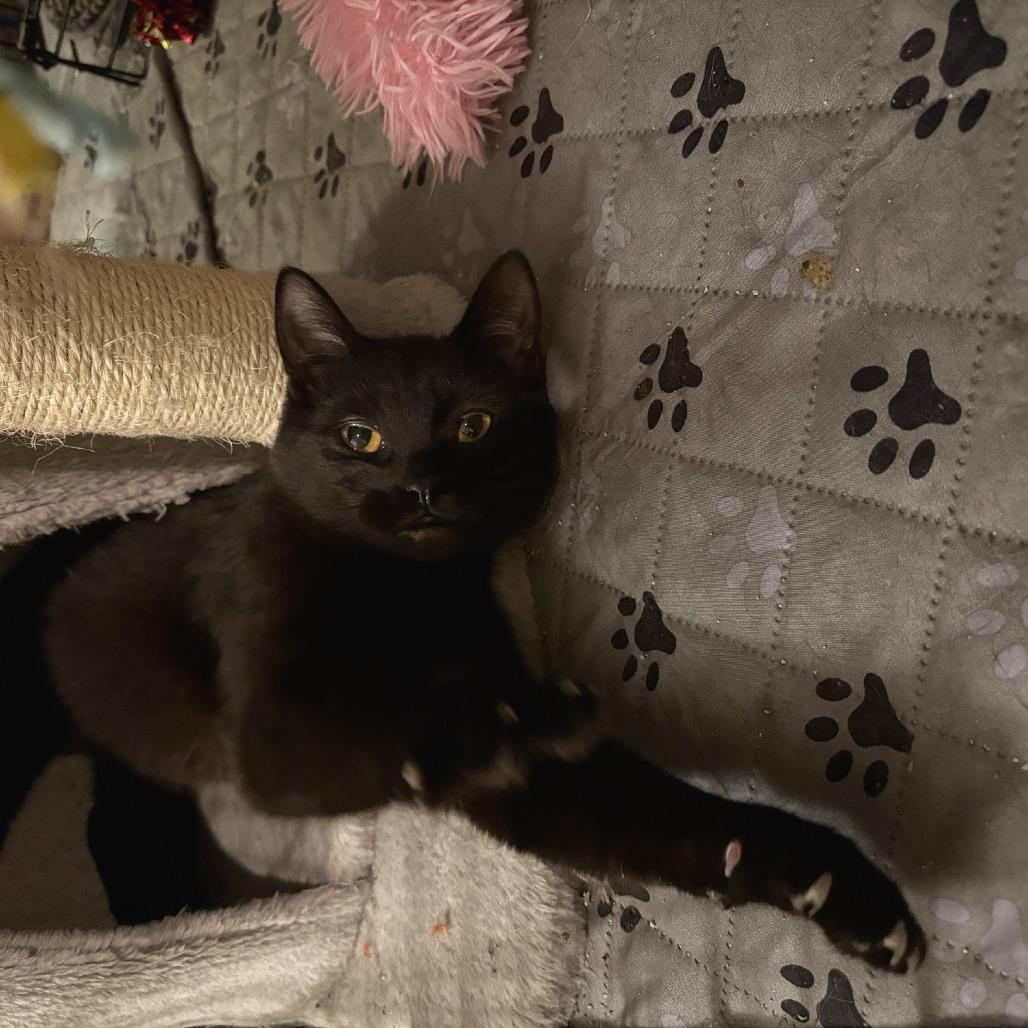 Enlarge Aster, a Adoptable Domestic Short Hair in Washougal, WA image 1/2