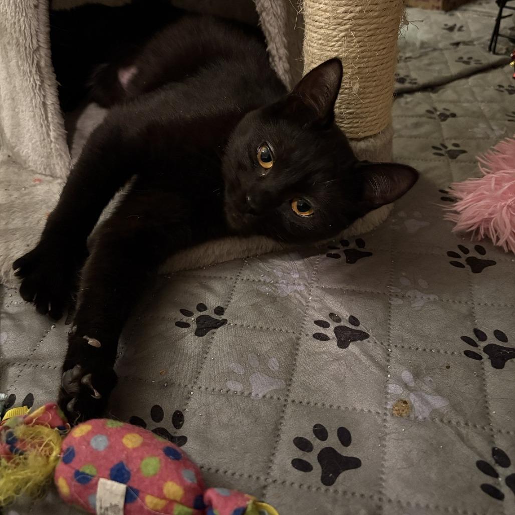 Enlarge Aster, a Adoptable Domestic Short Hair in Washougal, WA image 2/2