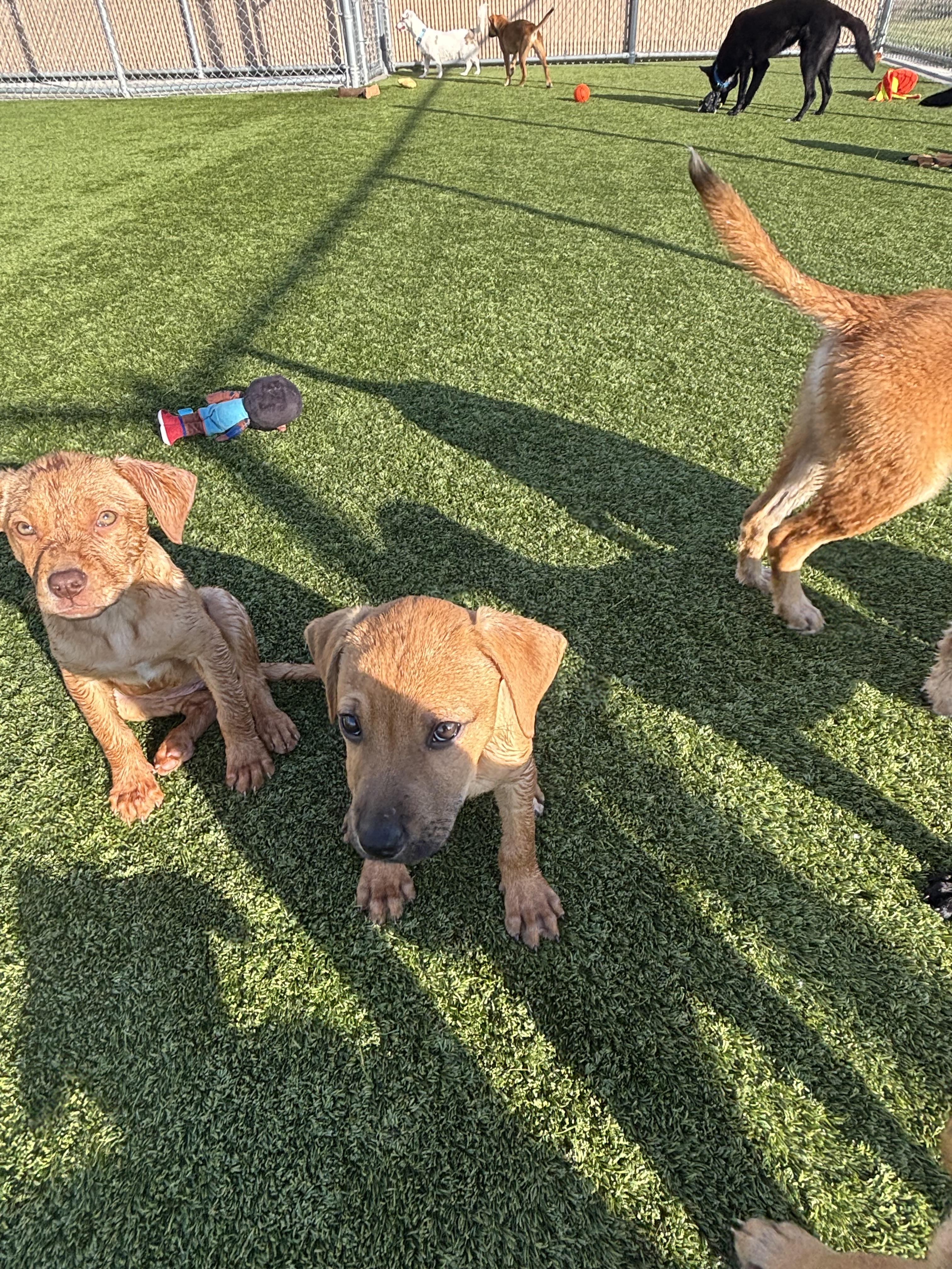 Enlarge Doc, a Adoptable mixed breed in Liberty, MO image 4/4