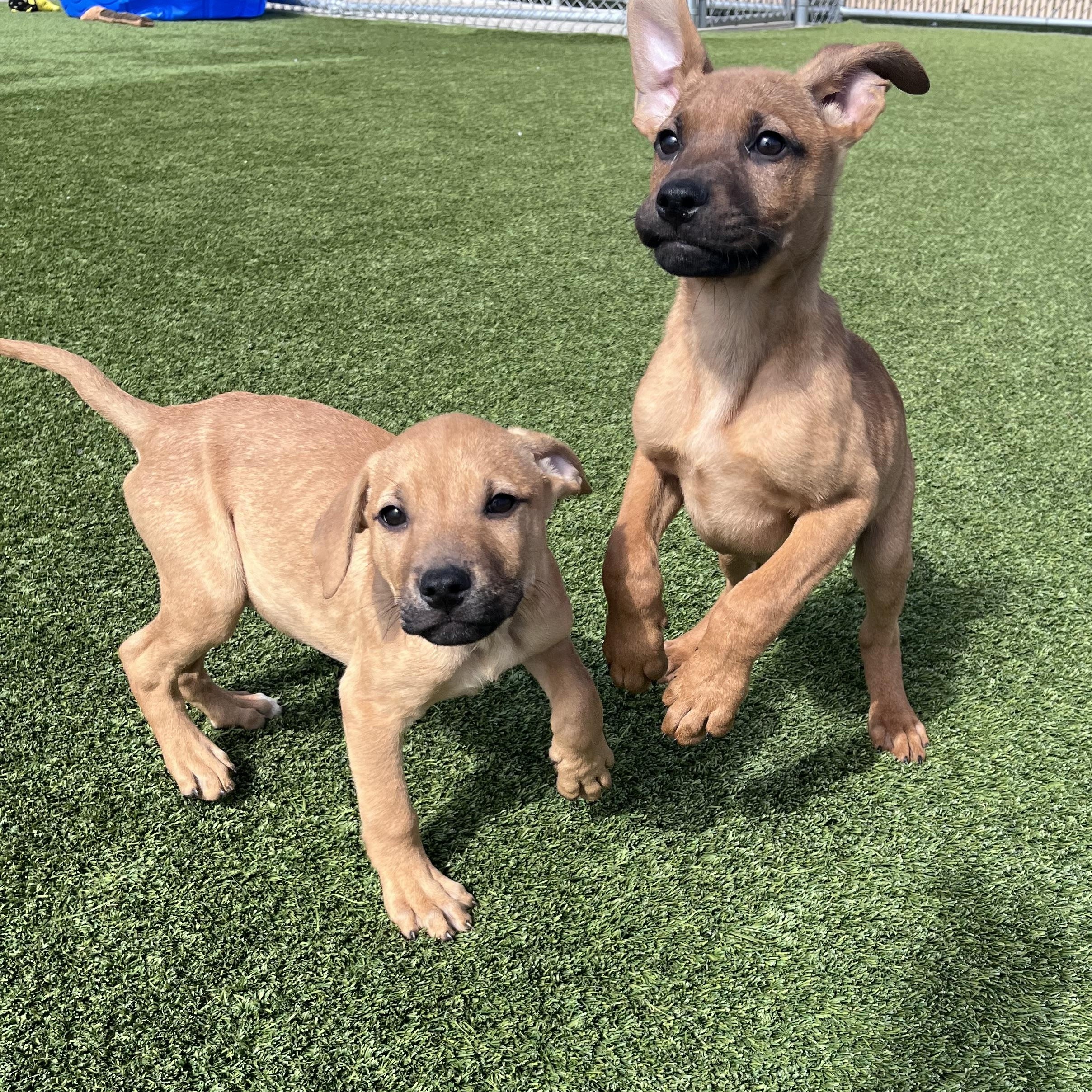 Enlarge Doc, a Adoptable mixed breed in Liberty, MO image 2/4