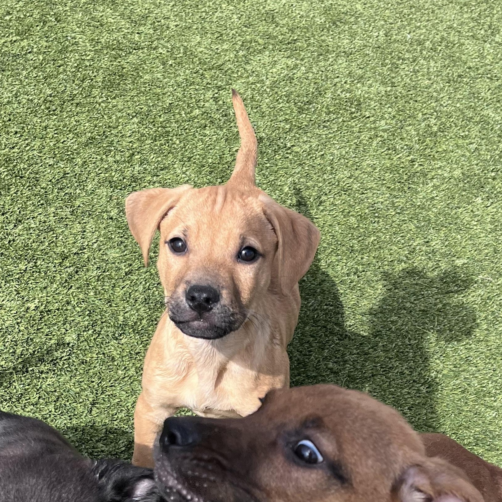 Doc, Adoptable, Puppy Male German Shepherd Dog.