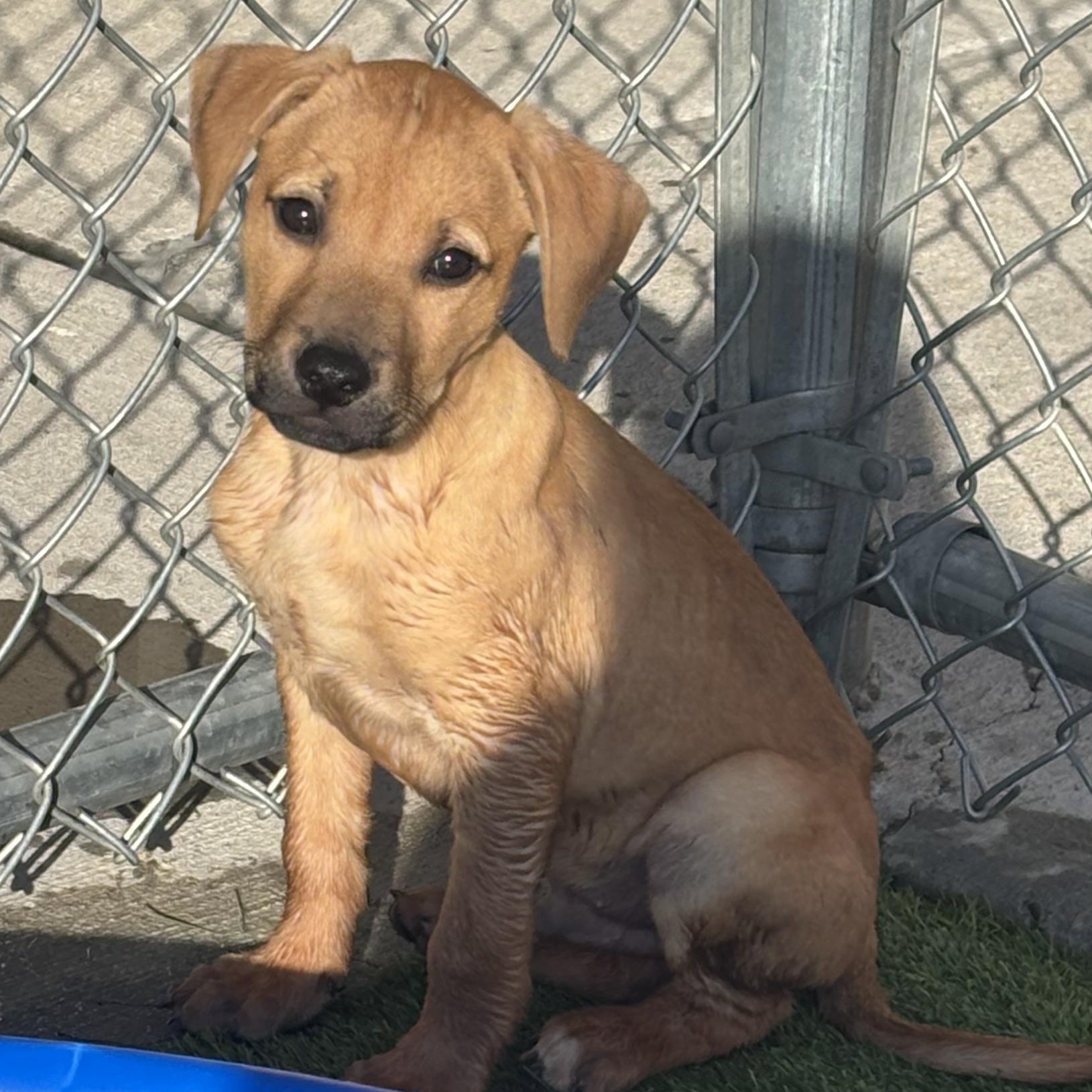 Enlarge Doc, a Adoptable mixed breed in Liberty, MO image 3/4