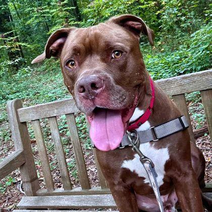 Cerulean, Adoptable, Adult Male Pit Bull Terrier & Mixed Breed.
