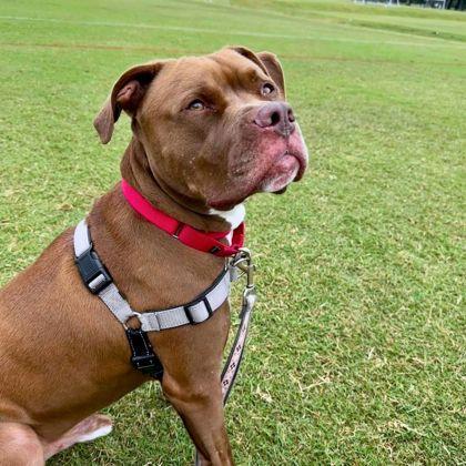 Enlarge Cerulean, a Adoptable mixed breed in Richmond, VA image 2/3
