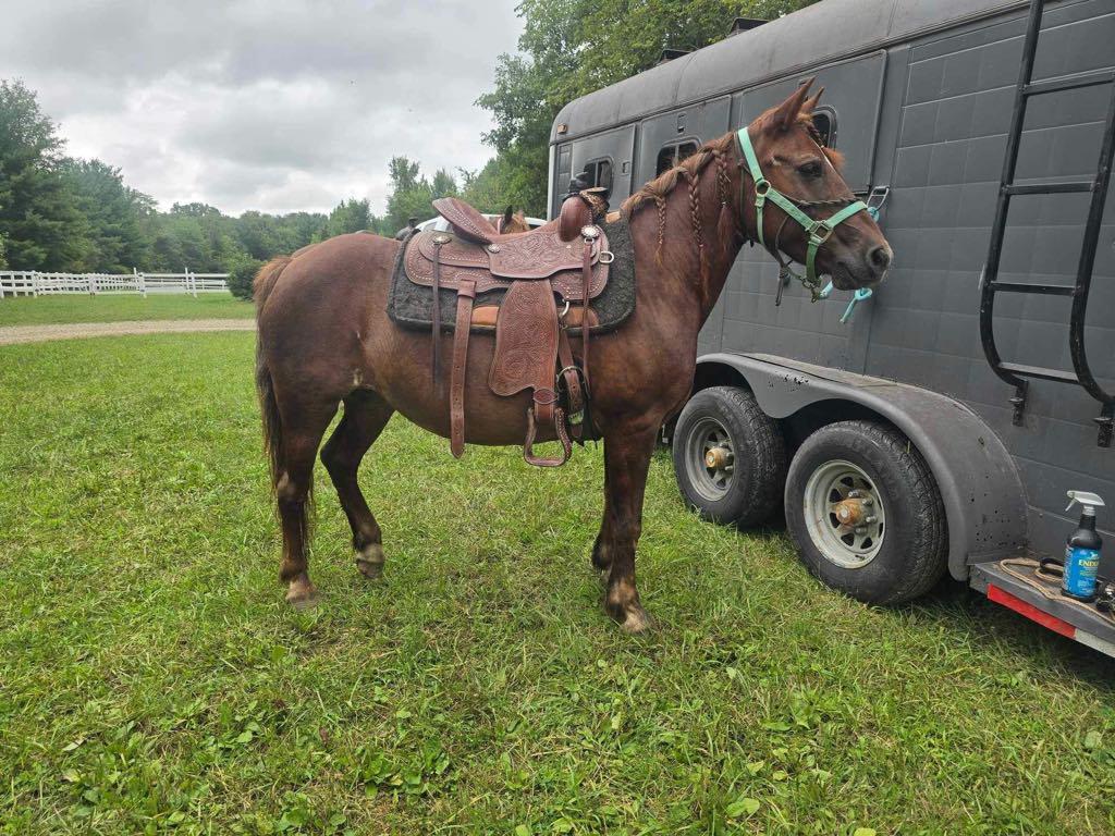 Aurora, a Adoptable Mustang in Upper Sandusky, OH image 1/5