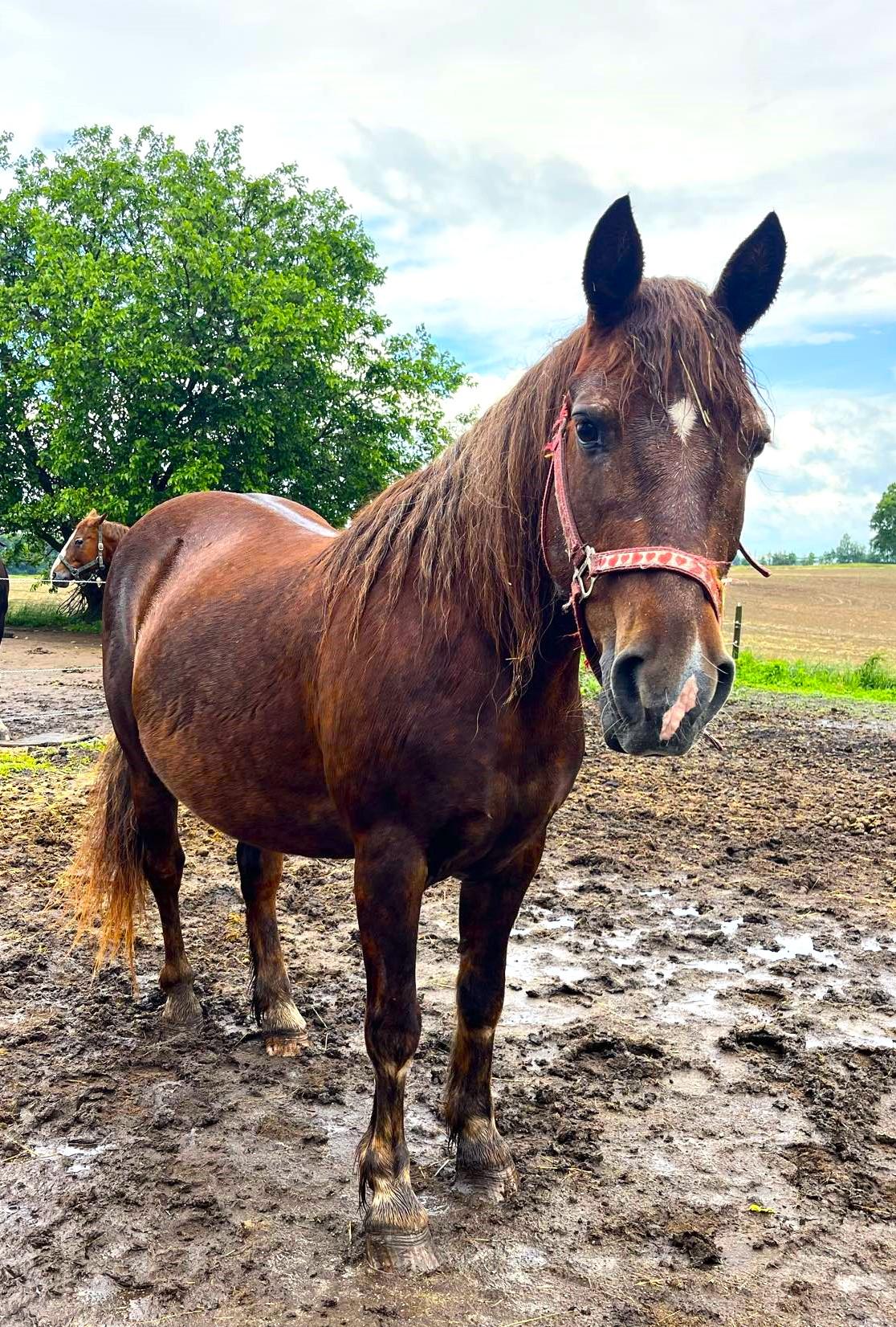 Aurora, a Adoptable Mustang in Upper Sandusky, OH image 3/5