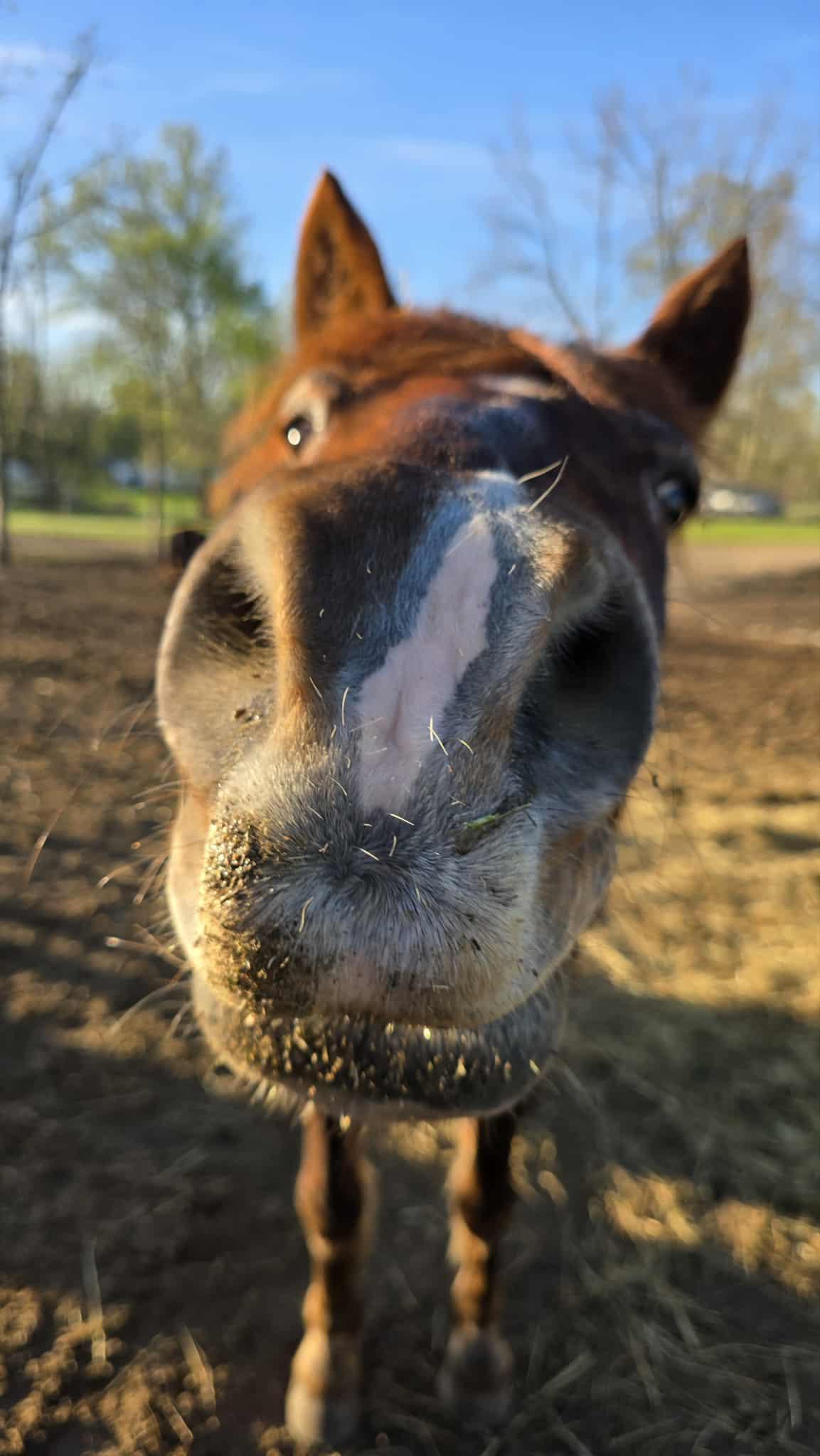 Aurora, a Adoptable Mustang in Upper Sandusky, OH image 4/5