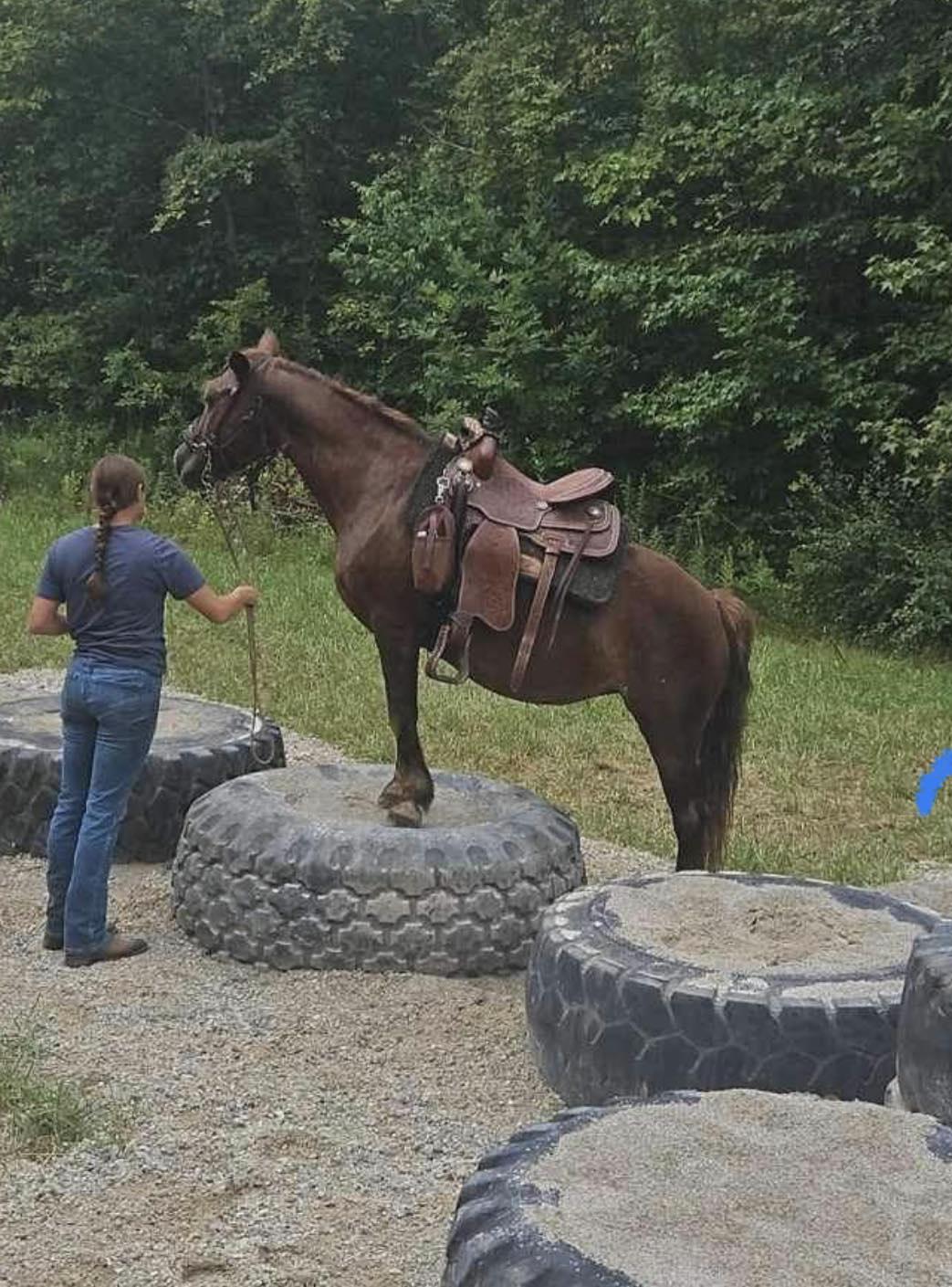 Aurora, a Adoptable Mustang in Upper Sandusky, OH image 5/5